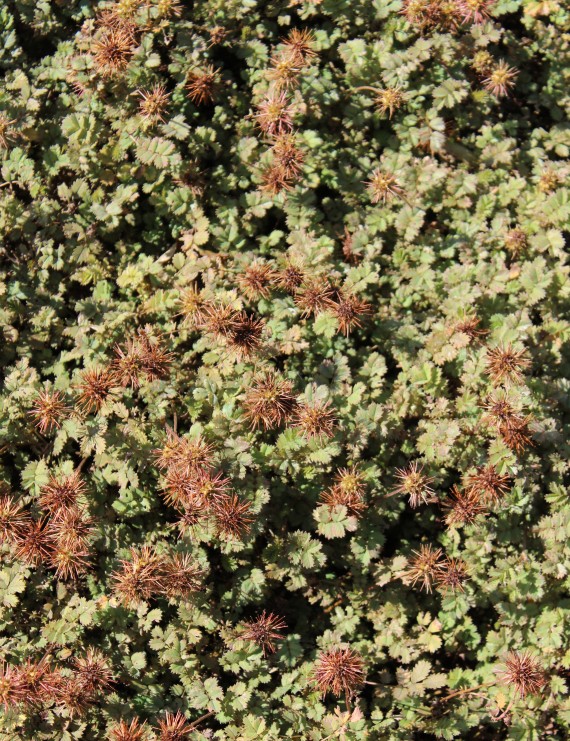 Acaena microphylla 'Kupferteppich' (Stekelnootje) Acaena microphylla 'Kupferteppich' (Stekelnootje)