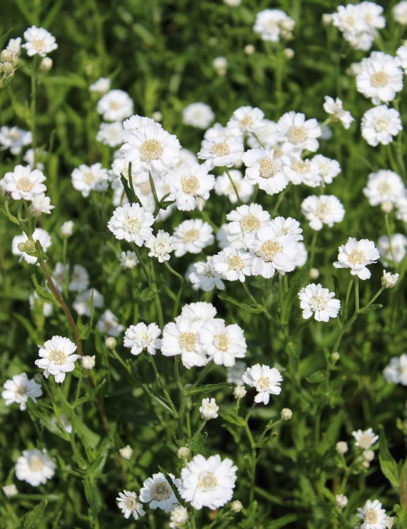 Achillea ptarmica 'The Pearl' (Duizendblad) Achillea ptarmica 'The Pearl' (Duizendblad)
