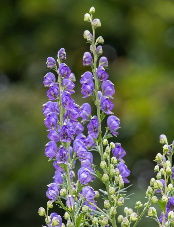 Aconitum napellus (Monnikskap)