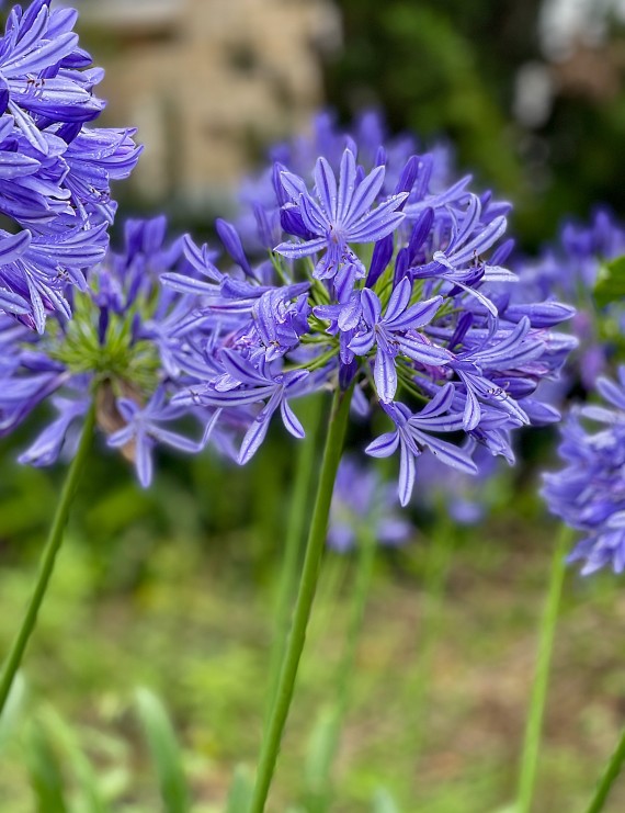 Agapanthus africanus (Tuberroos, Afrikaanse lelie)