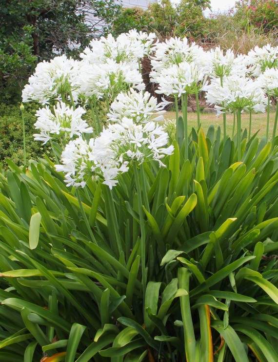Agapanthus africanus 'Albus' (Tuberroos,  Afrikaanse lelie)