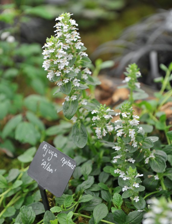 Ajuga reptans 'Alba' (Zennegroen) Ajuga reptans 'Alba' (Zennegroen)