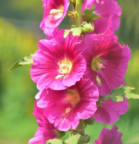 Alcea rosea 'Roseum' (Stokroos)