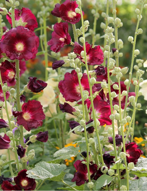 Alcea rosea 'Rubra' (Alcea rosea 'Rubra')