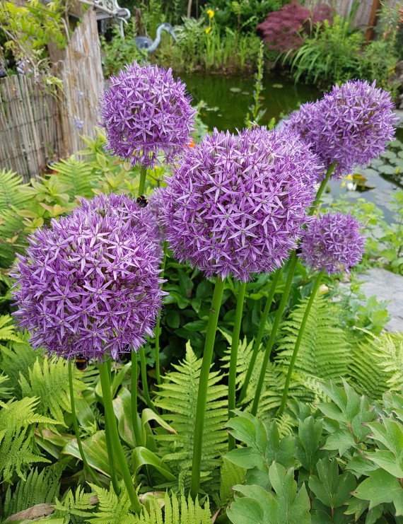 Allium giganteum (Sierui) Allium giganteum (Sierui)