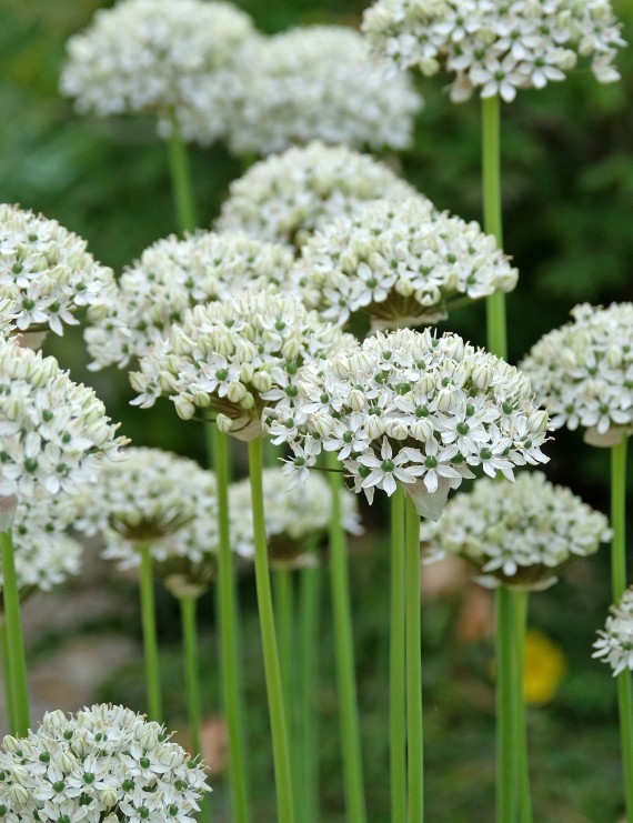 Allium 'Nigrum' (Sierui) Allium 'Nigrum' (Sierui)