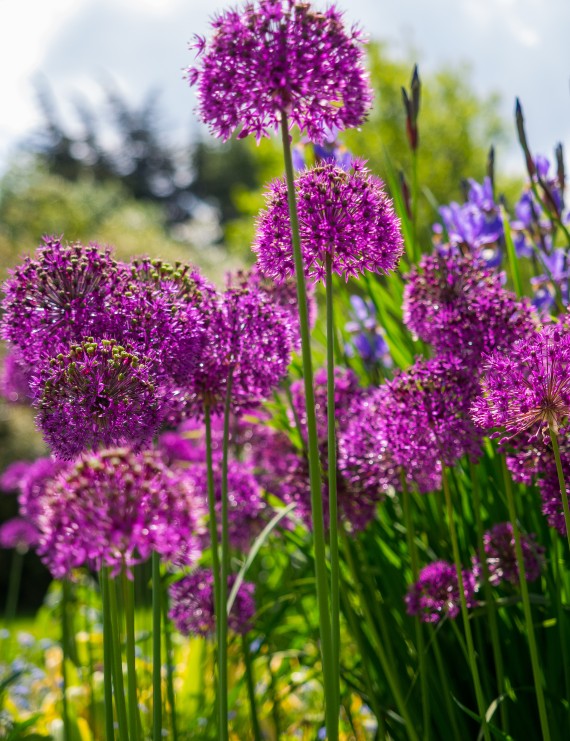 Allium afflatunense 'Purple Sensation' (Sierui) Allium afflatunense 'Purple Sensation' (Sierui)