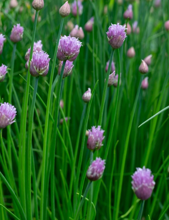 Allium schoenoprasum (Bieslook)