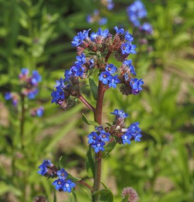 Anchusa azurea 'Dropmore' (Ossetong)