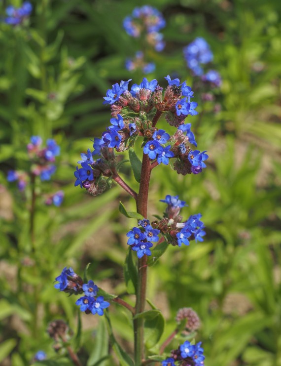 Anchusa azurea 'Dropmore' (Ossetong)