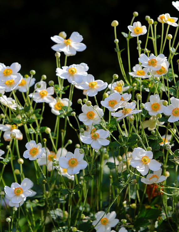 Anemone 'Honorine Jobert' (= Anemone japonica 'Alba') (Anemoon)