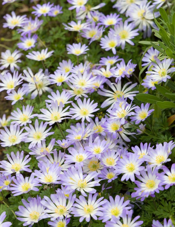 Anemone blanda (Anemoon)