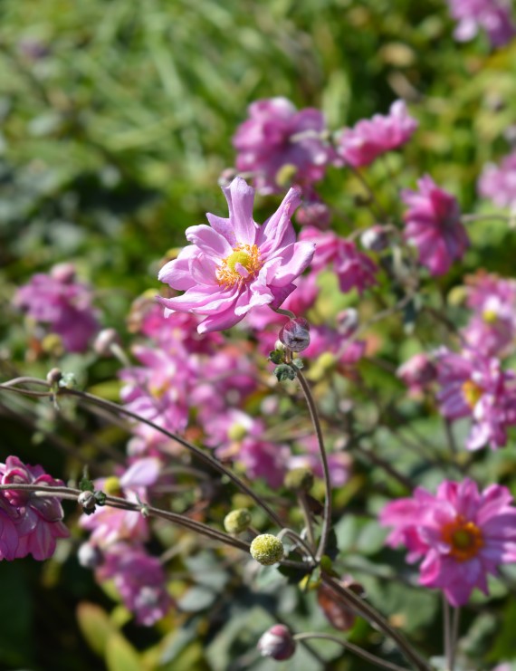 Anemone 'Konigin Charlotte' (Anemoon)