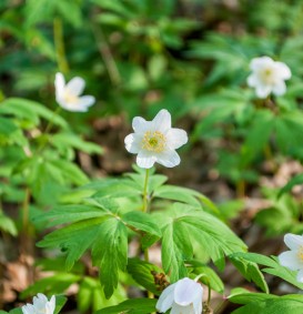 Anemone nemorosa (Bosanemoon)