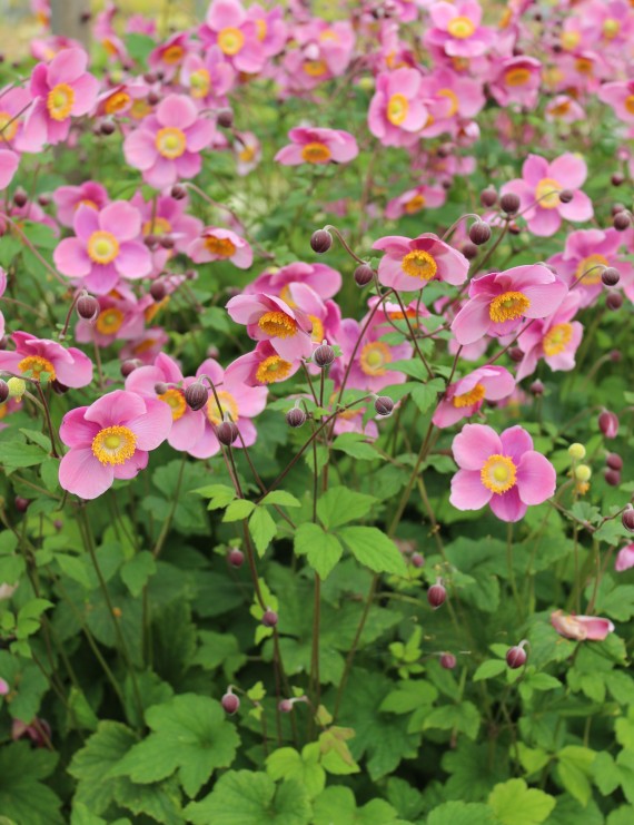 Anemone hupehensis 'Splendens' (Anemoon)