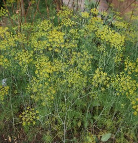 Anethum graveolens (Dille)