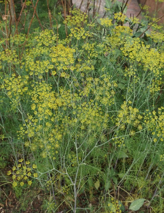 Anethum graveolens (Dille)