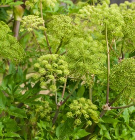 Angelica archangelica (Engelenwortel)