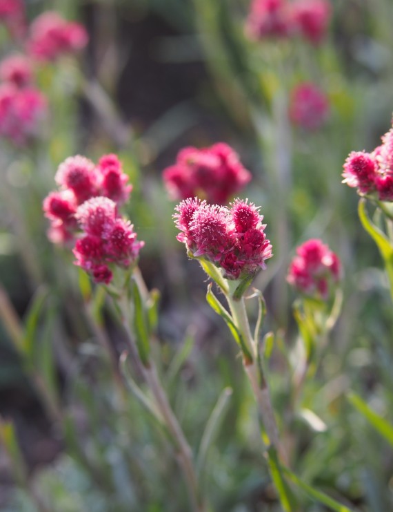 Antennaria dioica 'Rubra' (Rozenkransje)
