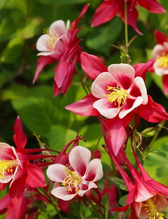 Aquilegia 'Crimson Star' (Akelei)