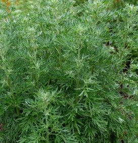 Artemisia absinthium (Absint, Alsem)