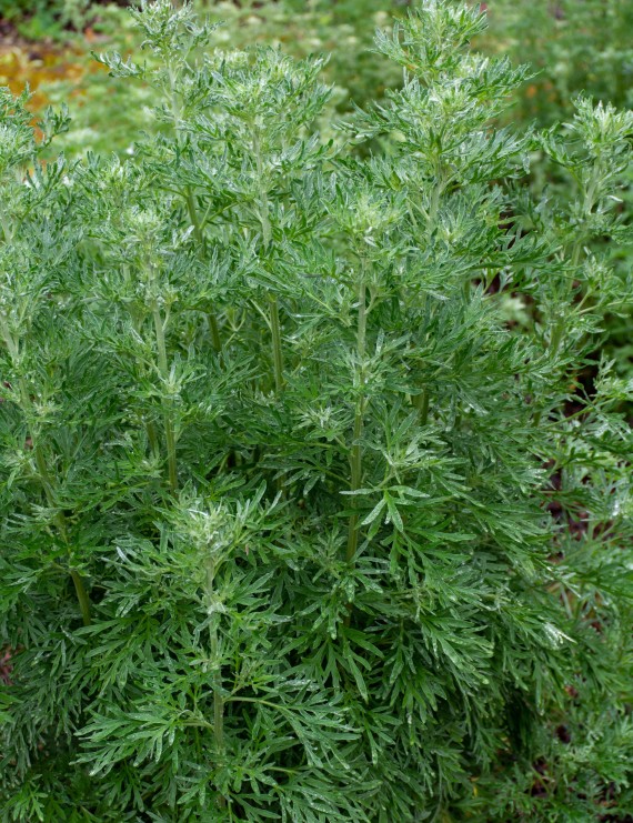 Artemisia absinthium (Absint, Alsem)