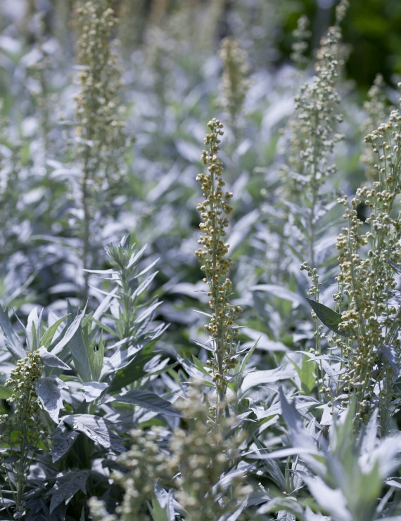 Artemisia ludoviciana 'Silver queen' (Alsembloem, bijvoet)