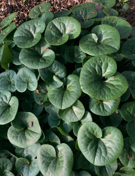 Asarum europaeum (Mansoor)