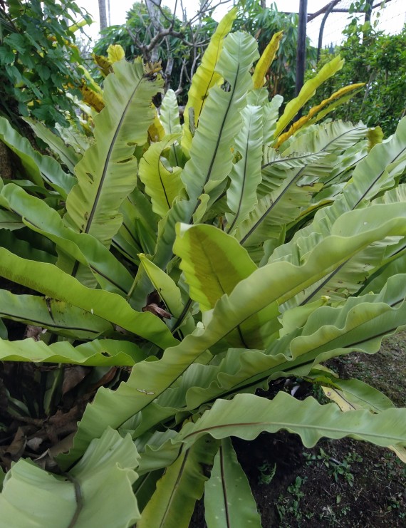 Asplenium scolopendrium (Tongvaren)