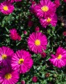 Aster dumosus 'Jenny' (Alpenaster)
