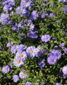 Aster novi-belgii 'Marie Ballard' (Alpenaster)