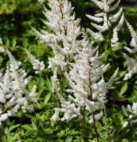 Astilbe 'Deutschland' (Spierstruik)