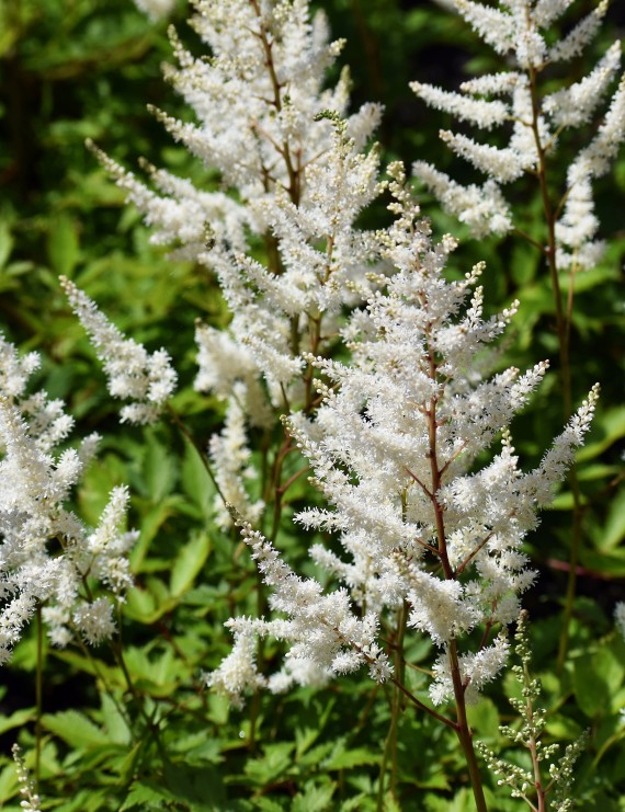 Astilbe 'Deutschland' (Spierstruik)