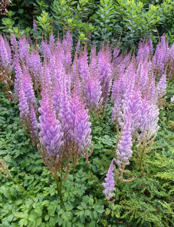 Astilbe chinensis 'Pumila' (Spierstruik)