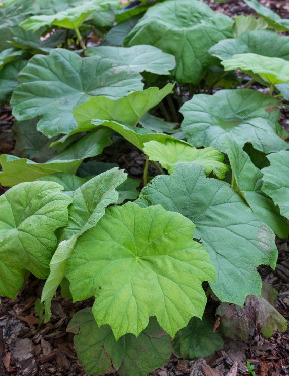 Astilboides tabularis (=Rodgersia tab.) (Tafelblad) Astilboides tabularis (=Rodgersia tab.) (Tafelblad)