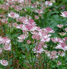 Astrantia major (Zeeuws knoopje)