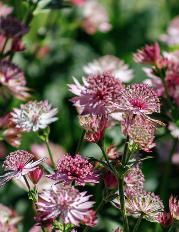 Astrantia major 'Roma' (Zeeuws knoopje) Astrantia major 'Roma' (Zeeuws knoopje)