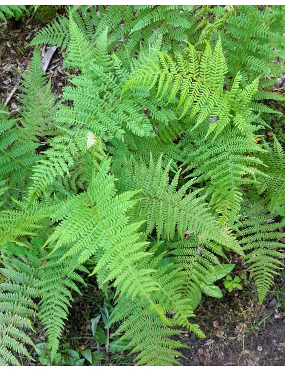 Athyrium filix - femina (Wijfjesvaren)
