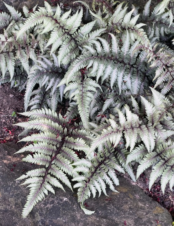 Athyrium nipponicum 'Pictum' (Wijfjesvaren)