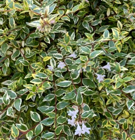 Abelia 'Confetti' (Abelia 'Confetti')