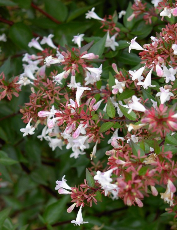 Abelia grandiflora (Abelia grandiflora)