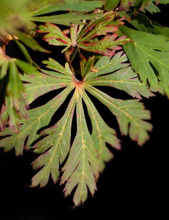Acer japonicum 'Aconitifolium' (Japanse Esdoorn)