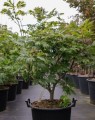 Acer japonicum 'Aconitifolium' (Japanse Esdoorn)