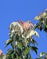 Acer negundo 'Flamingo' (Vederesdoorn - als boom)