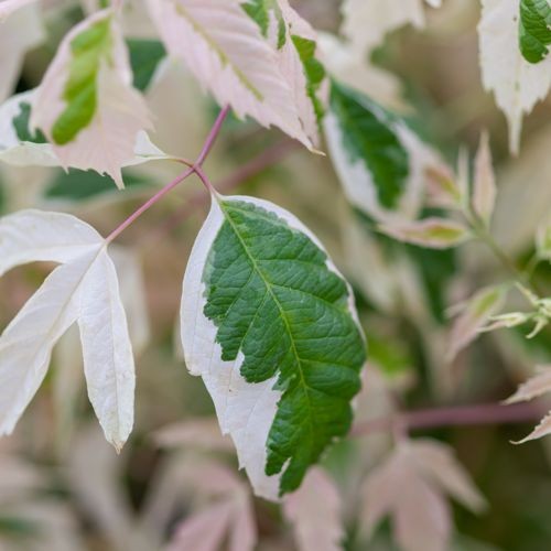 Acer negundo 'Flamingo' (Esdoorn - als struik)