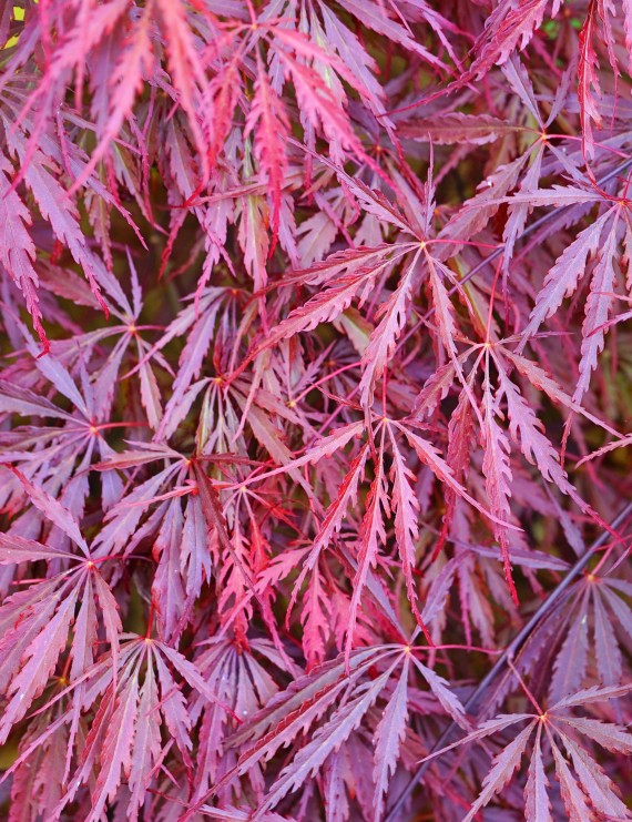 Acer palmatum 'Garnet'(='Ornatum') (Roodbladige Japanse Esdoorn)