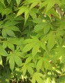 Acer palmatum 'Osakasuki' (Japanse Esdoorn)