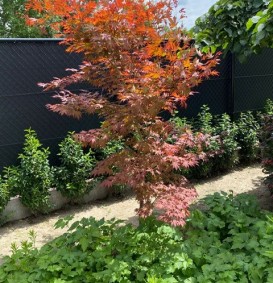 Acer palmatum 'Atropurpureum' (Roodbladige Japanse esdoorn)
