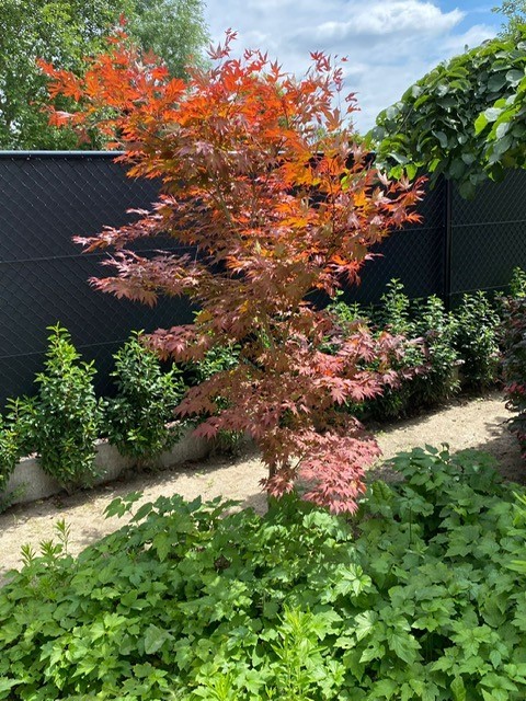 Acer palmatum 'Atropurpureum' (Roodbladige Japanse esdoorn)