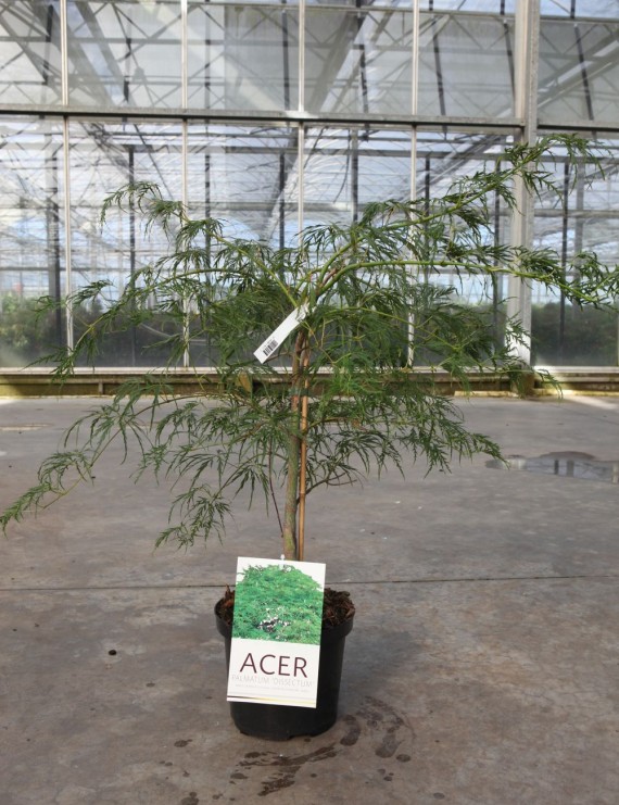 Acer palmatum 'Dissectum' (= Viride) (Groenbladige Japanse Esdoorn)